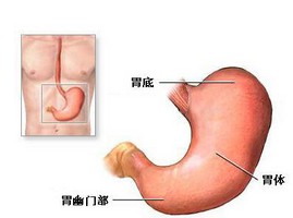 胃下垂有什么癥狀表現